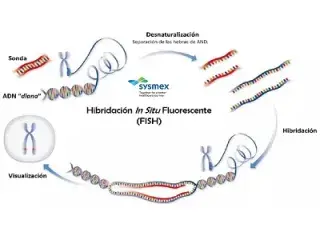 Gráfica de Sysmex, sobre el proceso de funcionamiento de la técnica FISH (Fuente: Sysmex España)