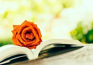 Un libro abierto y una rosa dentro. Alfabetización