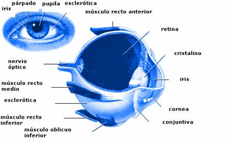 esquema del ojo, partes que pueden verse afectadas con la Uveítis